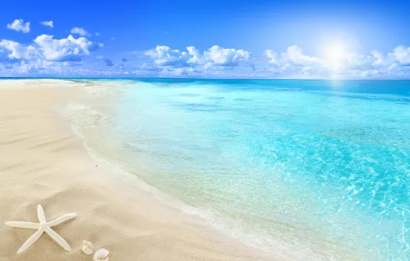 Picture beach, sea, sun, sand, seashell, starfish