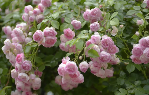 Summer, leaves, flowers, branches, roses, garden, pink, flowering