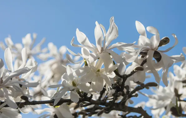 Picture the sky, flowers, branches, spring, petals, white, flowering, Magnolia