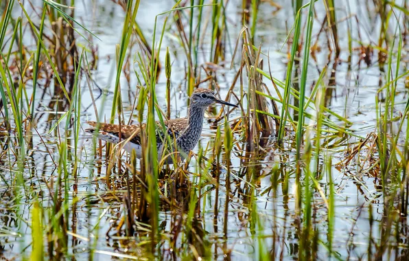 Water, bird, sedge, The lieutenant, the Snipe family, Fifi, Utkin Dmitry