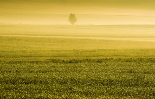 Field, fog, spring, morning