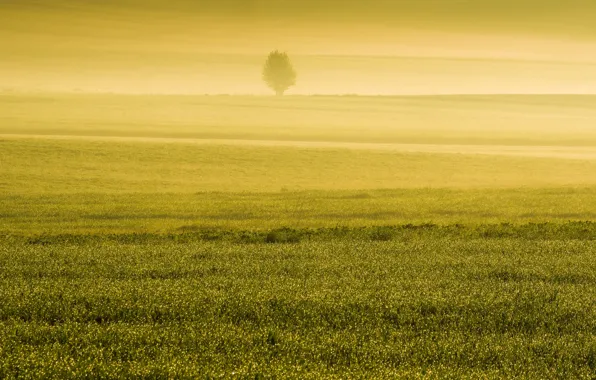 Picture field, fog, spring, morning
