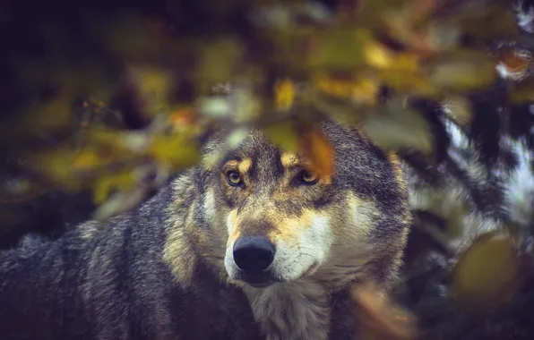 Autumn, look, face, grey, foliage, wolf, portrait, bokeh