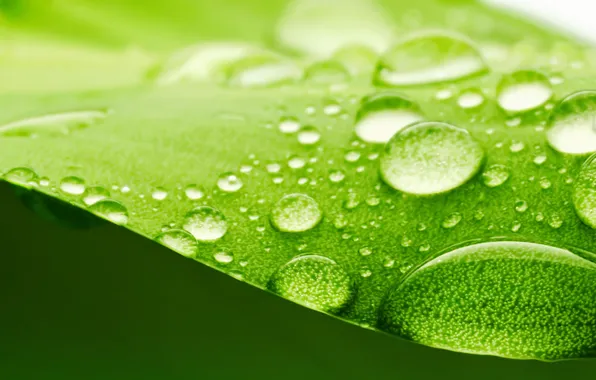 Picture surface, green, leaf, blur, water, widescreen, bokeh, full screen