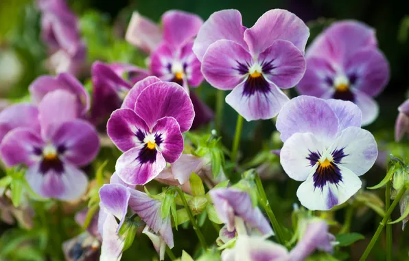 Picture flowers, gentle, Pansy, viola