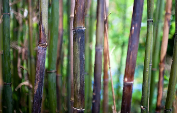 Picture macro, nature, bamboo