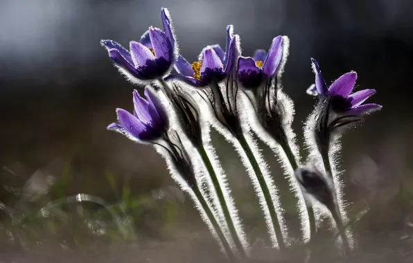 Flowers, nature, background