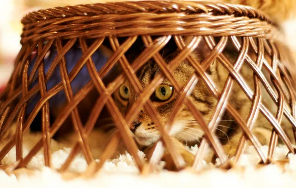 Picture cat, cat, basket, the game, rods