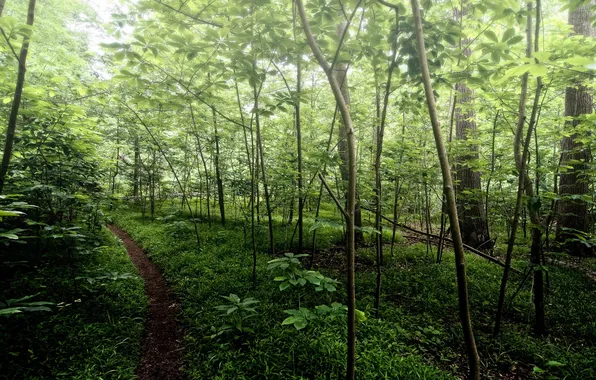 Forest, summer, nature