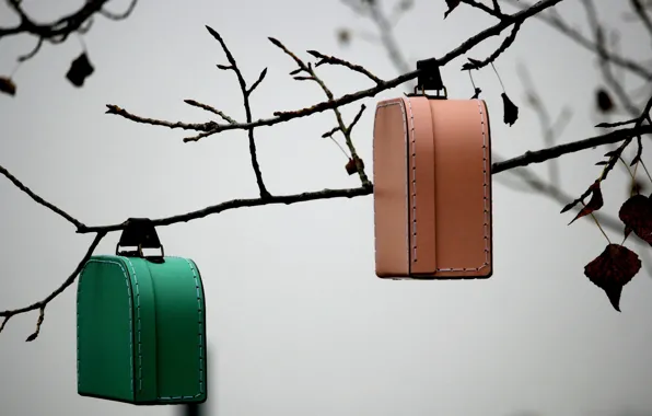 Background, branch, suitcases