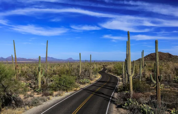 Picture road, nature, cacti