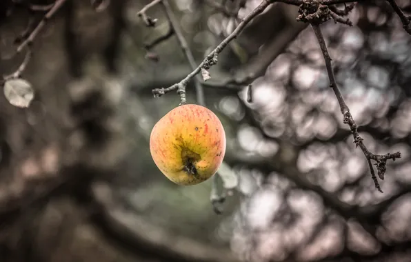 Autumn, apples, Apple