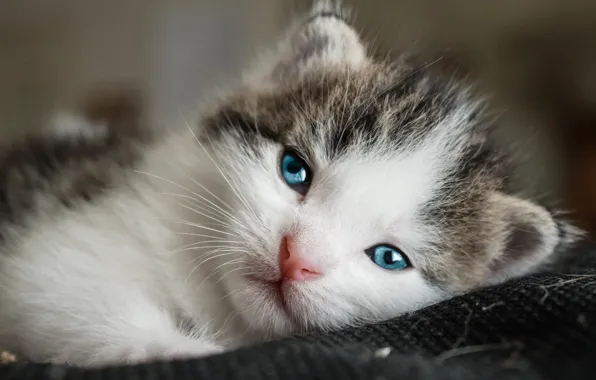 Cat, eyes, look, sweetheart, portrait, small, muzzle, lies