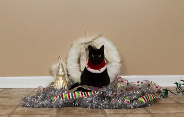 Cat, cat, tape, wall, holiday, Shine, Christmas, collar