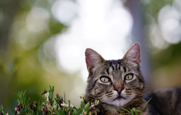 Cat, summer, cat, look, face, flowers, grey, background