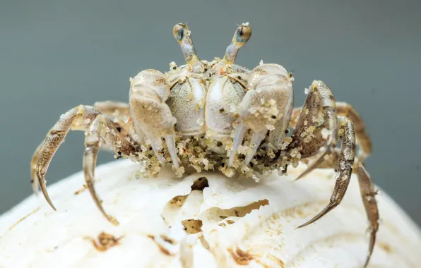 Background, crab, crab