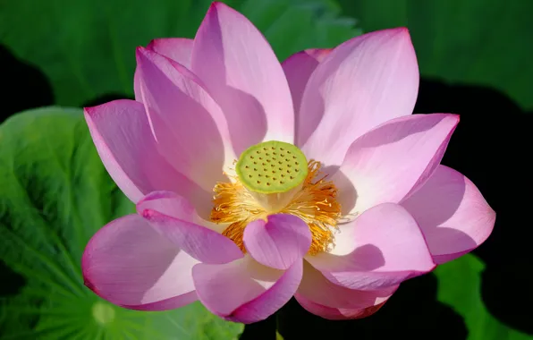 Picture flowers, petals, Lotus