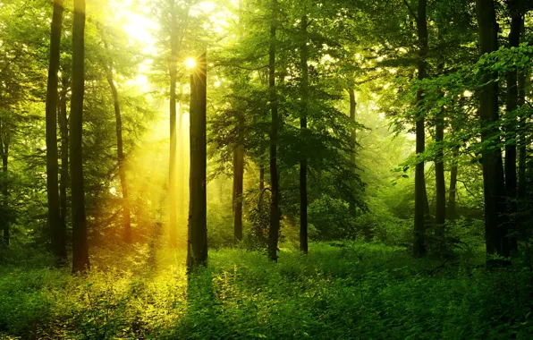 Picture greens, forest, grass, trees, the rays of the sun