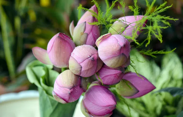 Flowers, bouquet, buds, Lotus