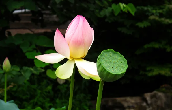 Picture Flowers, Lotus, Lotos