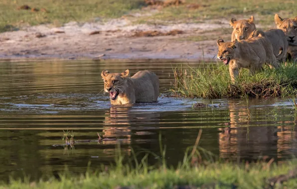 Picture shore, Leo, bathing, pond, lion
