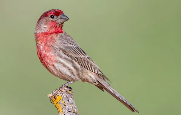 Picture nature, bird, beak, tail, Mexican lentils