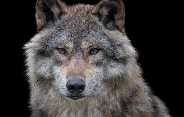 Picture nature, predator, animal, wolf, wildlife, portrait., Canis lupus. face • wolf • portrait • predator