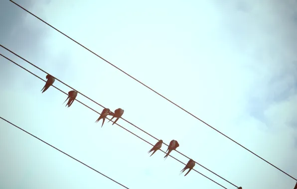 Picture the sky, bird, wire