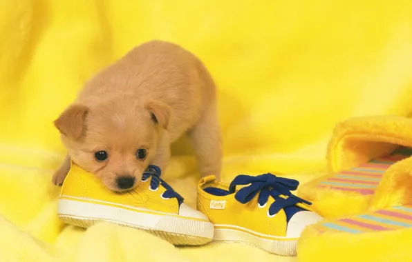 Shoes, dog, puppy, puppy, dog, shoes