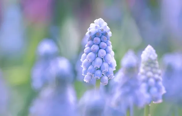 Flowers, blur, spring, lilac, bokeh, Muscari