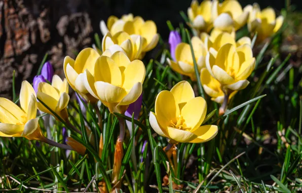 Grass, flowers, glade, spring, yellow, crocuses, bokeh