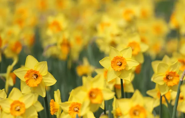 Flowers, spring, yellow, flowerbed, daffodils, bokeh