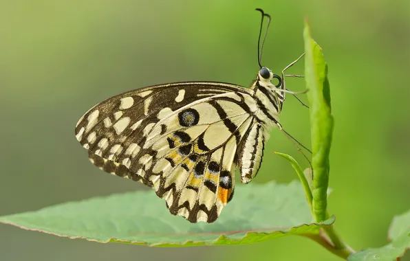 Leaves, pattern, butterfly, wings, insect, moth