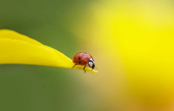 Picture macro, ladybug, petal, insect
