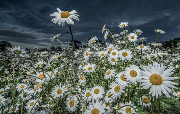 Picture flowers, nature, chamomile
