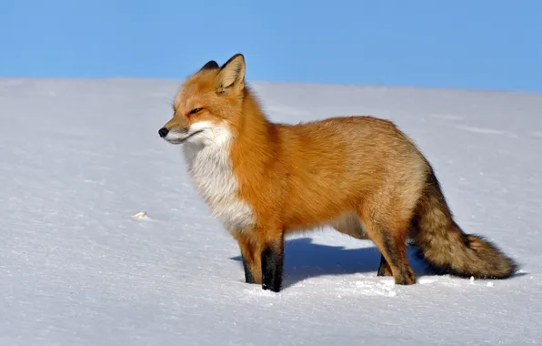 Picture snow, Fox, profile, Fox
