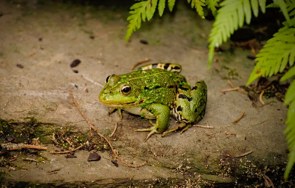 Picture earth, frog, fern