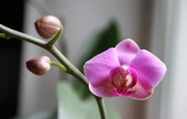 Picture macro, flowers, Archidea