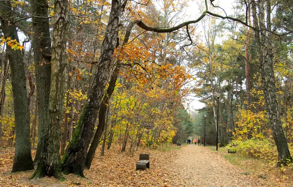 Forest, park, autumn, alley, fall
