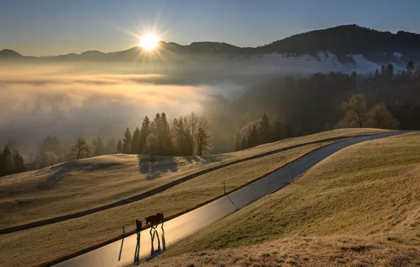 Road, forest, mountains, fog, horse, dawn, hills, horse