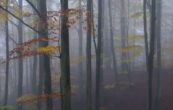 Autumn, forest, trees, nature, fog, Sweden, Sweden, Spare