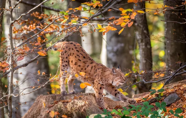 Picture forest, trees, lynx