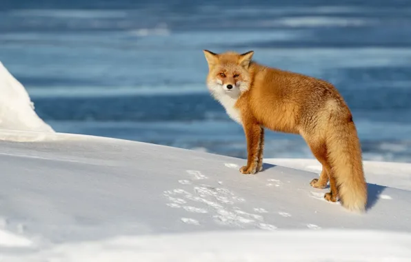 Winter, snow, traces, nature, pose, shore, Fox, the snow