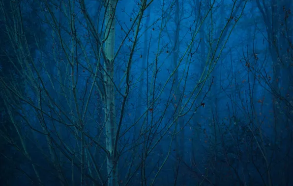 Forest, trees, nature, fog, Germany, twilight, Mechernich
