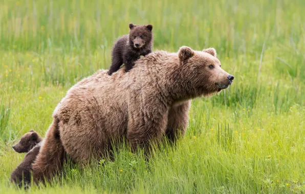 Field, grass, bears, bears, poses, cubs, bear, mother
