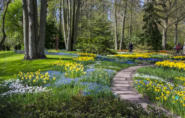 Trees, Park, Netherlands, daffodils, Keukenhof Gardens