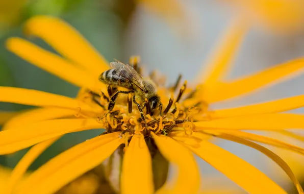 Macro, flowers, nature, bee