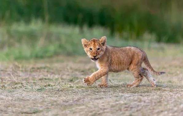 Nature, background, baby, walk, lion, lion