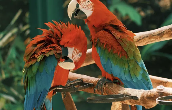 Wallpaper red, bird, pose, Ara, parrot, two parrots, a couple, pair