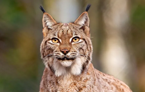 Picture mustache, look, face, lynx